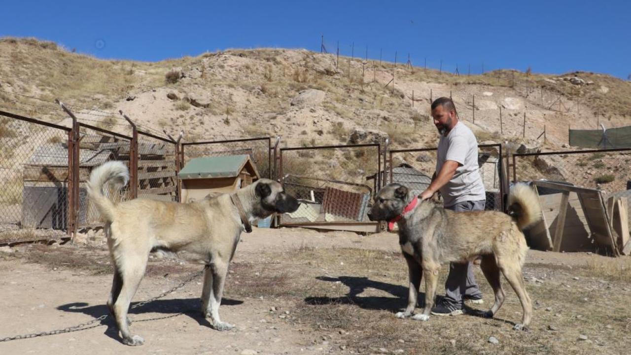Kars Çoban Köpeği ile Sivas Kangalı kıyaslaması yeniden gündeme geldi