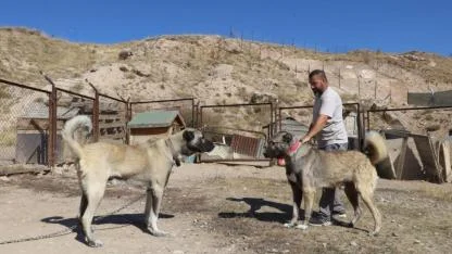 Kars Çoban Köpeği ile Sivas Kangalı kıyaslaması yeniden gündeme geldi