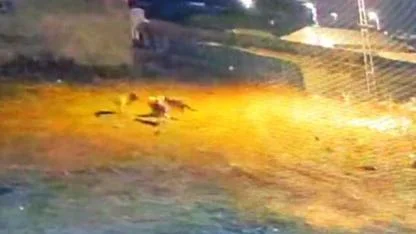 Kars’ta 4 kurdun bir köpeğe saldırısı güvenlik kamerasına yansıdı
