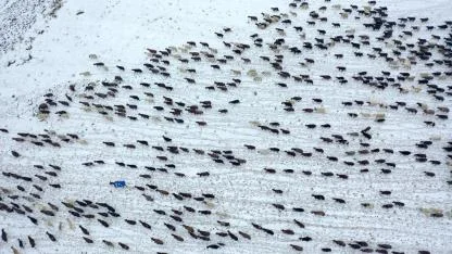 Kars'ta göçerler, kar nedeniyle zor anlar yaşadı