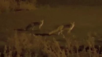 Yiyecek arayan tilkiler köye indi