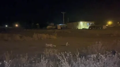 Kars’ta havalar soğudu tilkiler köye indi