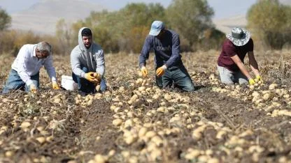 Kars'ta imece usulü ile patates hasadı