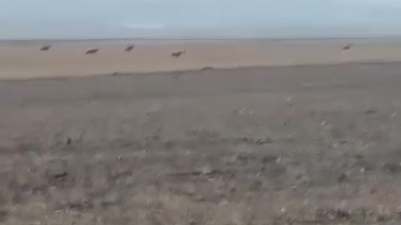 Kars’ta köye inen kurt sürüsü kamerada