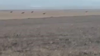 Kars’ta köye inen kurt sürüsü kamerada