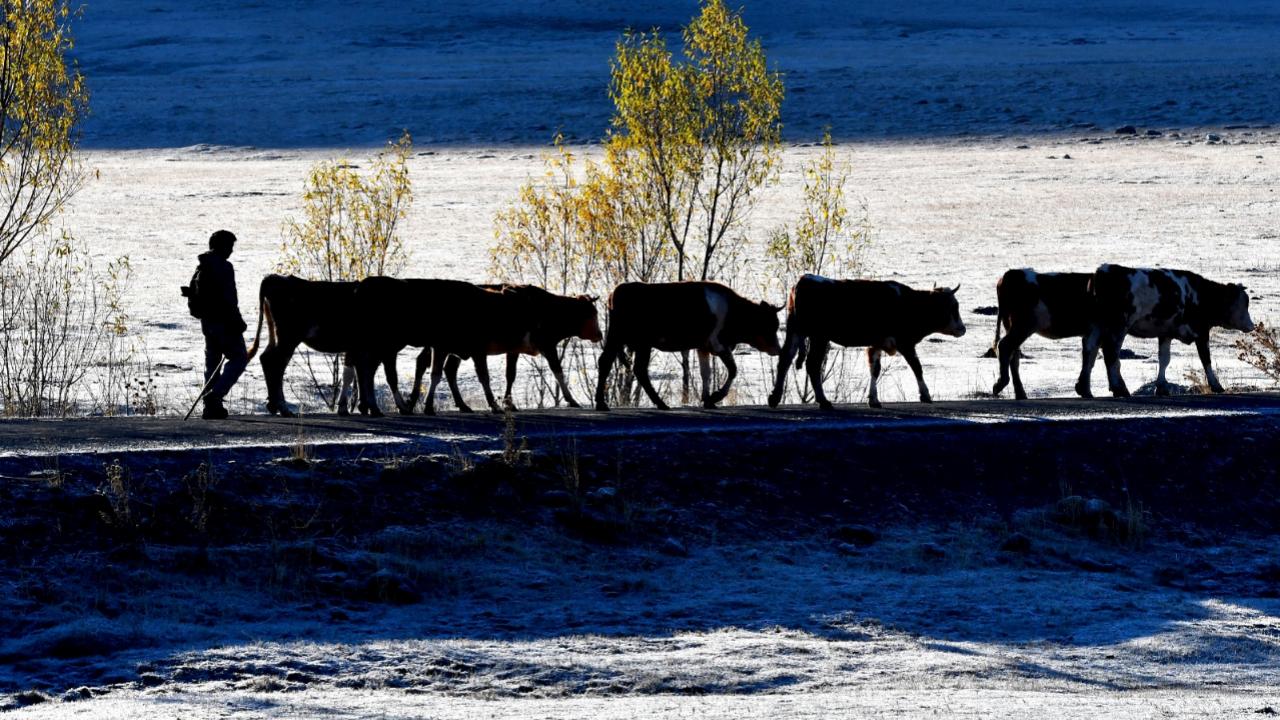 Kars'ta meralar kırağı tuttu