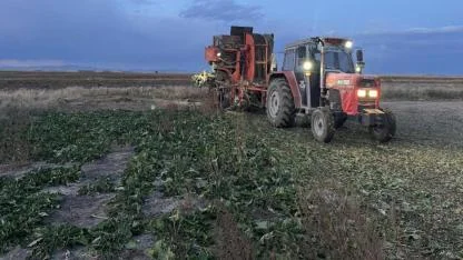 Kars’ta şeker pancarı hasadında yoğun mesai: Çiftçiler zamanla yarışıyor