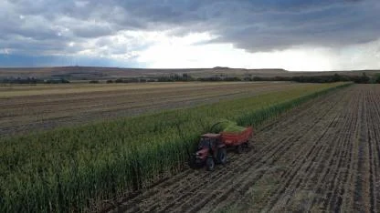 Kars'ta silajlık mısır hasadı devam ediyor