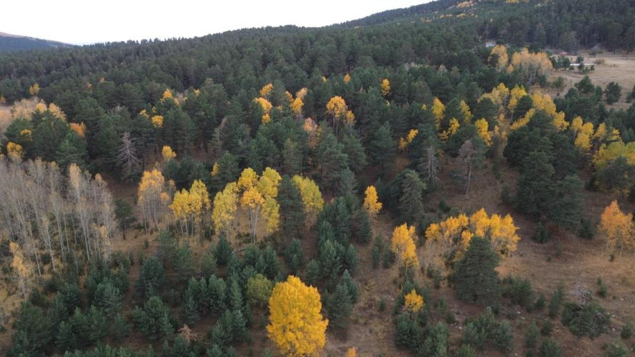 Kars’ta sonbaharda renk cümbüşü yaşanıyor