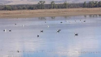 Sulak alandaki yaban kuşları fotoğraf karesine yansıdı