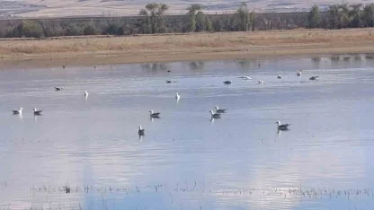 Kars’ta sulak alanlar yaban kuşlarını ağırlıyor