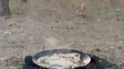 Piknik alanına inen tilki karnını doyurdu