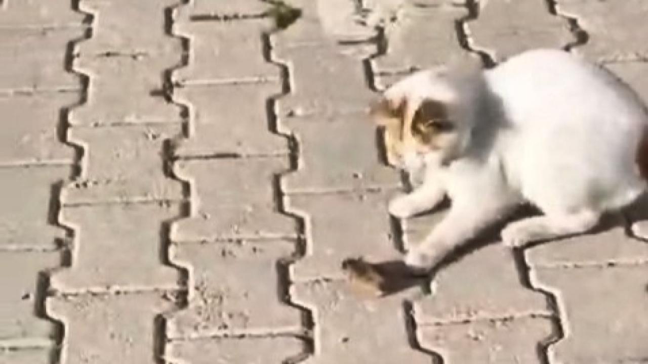 Kedinin fareyle oyunu gülümsetti