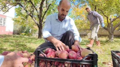 Kışlık elmalarda hasat zamanı