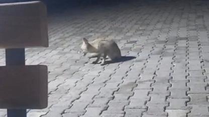 Korucular, kulübelerine gelen tilkiyi yiyecekle beslediler
