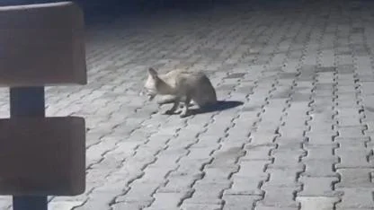 Korucular, kulübelerine gelen tilkiyi yiyecekle beslediler
