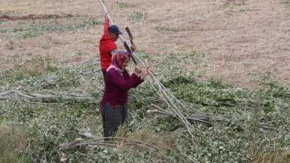 Köylerde kışlık yakacak telaşı