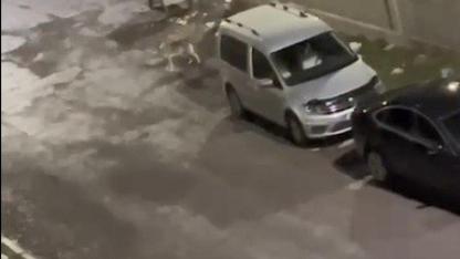 Kars'ta kent merkezine inen kurt kameraya yansıdı