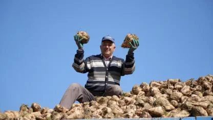 Pancar hasadı başladı