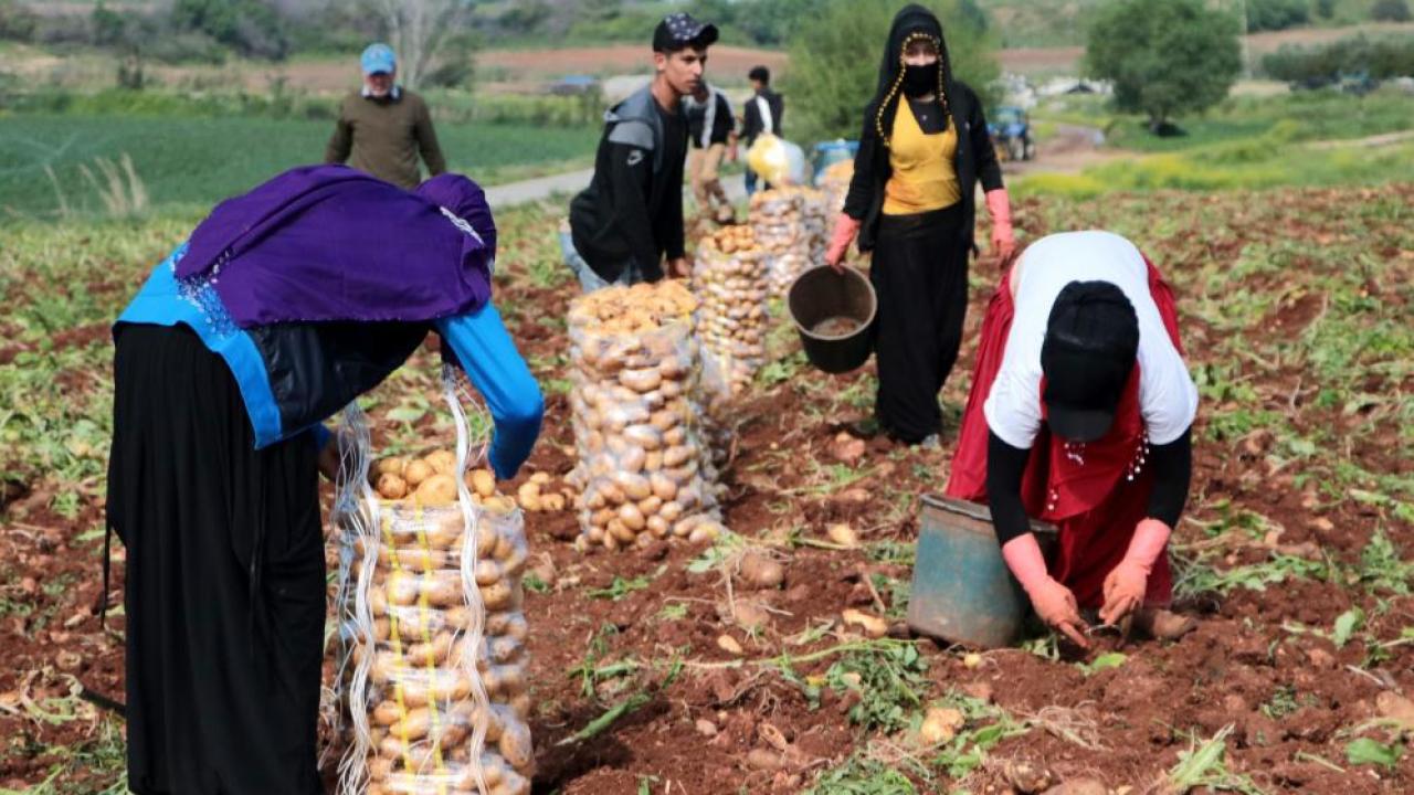 Patates hasadı başladı