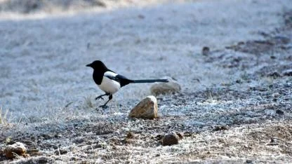 Sarıkamış'ta kırağı etkili oldu