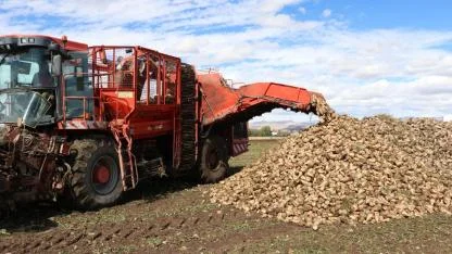 Söküm makinesiyle hasat edilen şeker pancarında tasarruf sağlanıyor