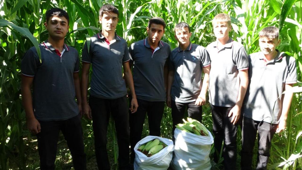 Tarım Lisesi Öğrencileri silajlık mısır hasadına başladı