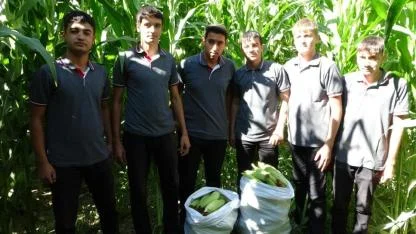 Tarım Lisesi Öğrencileri silajlık mısır hasadına başladı