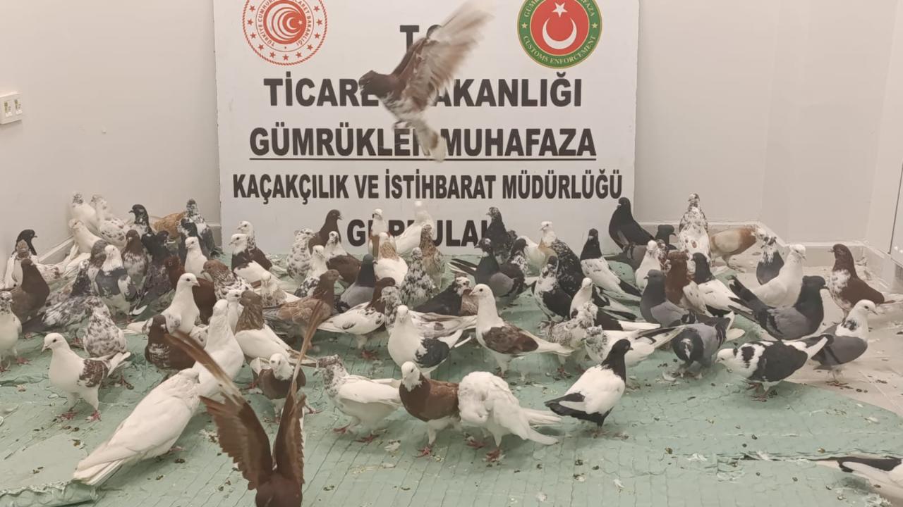 Tırda bulunan 85 güvercine el konuldu