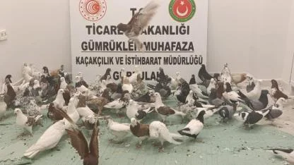 Tırda bulunan 85 güvercine el konuldu