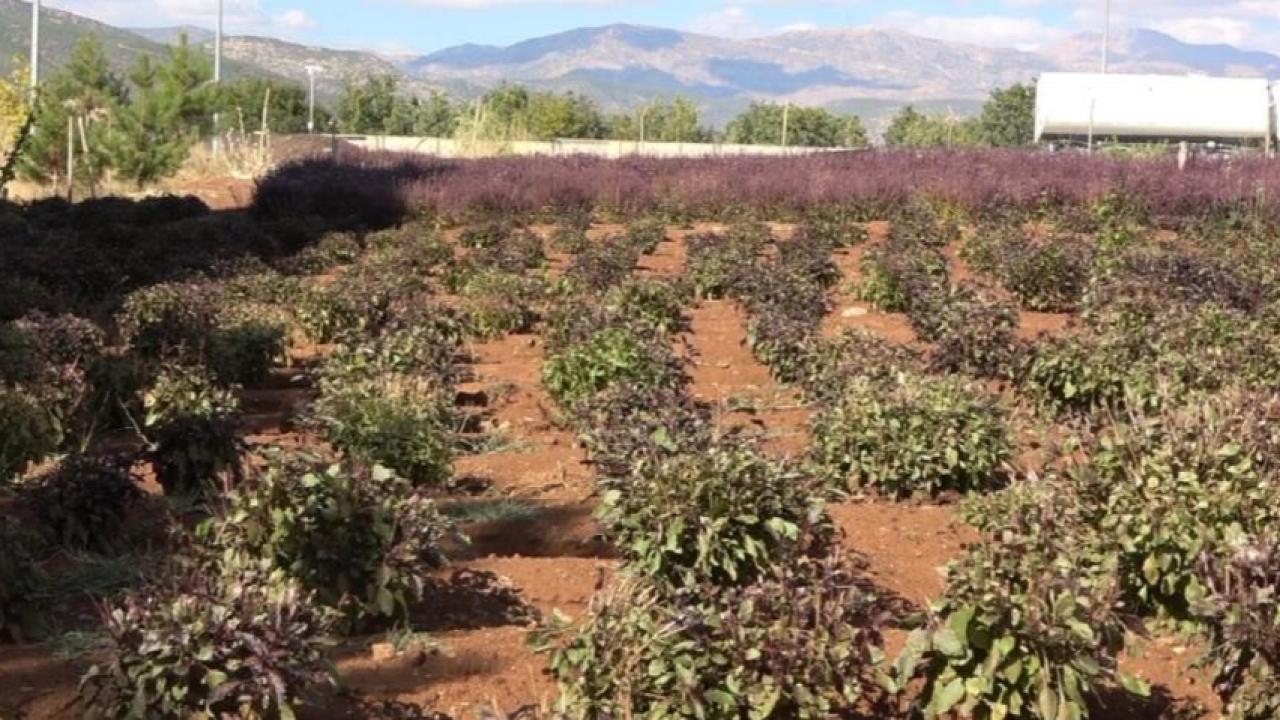 Tohuma bırakılan reyhanlarda arılar bal üretti