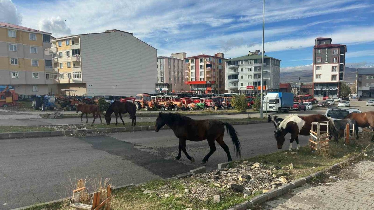 Trafikte başıboş atlar tehlike saçmaya devam ediyor