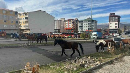 Sürüler halinde dolaşan atlar tehlike yaratıyor