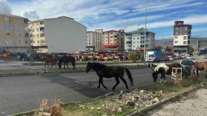 Trafikte başıboş atlar tehlike saçmaya devam ediyor