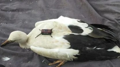 Uydu vericisiyle Takibe alınan leylek, Iğdır ile Basra Körfezi arasında mekik dokudu