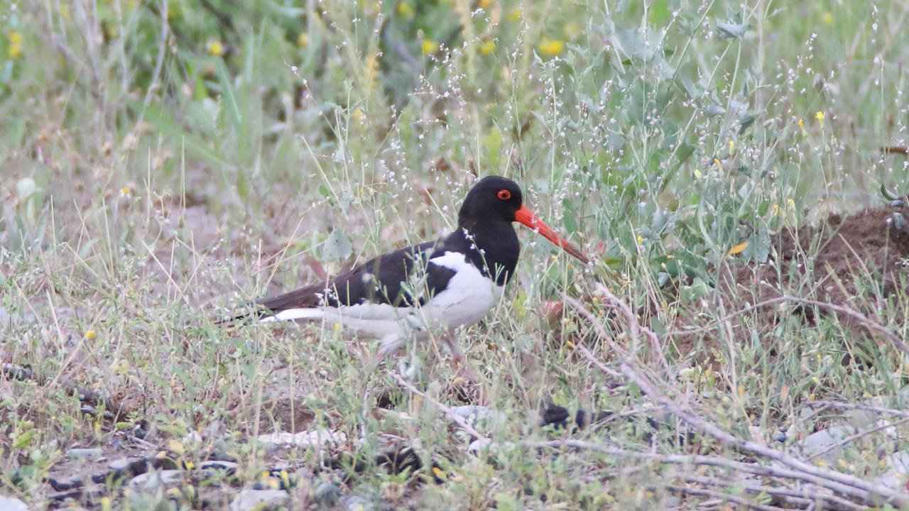 Vericiyle takip edilen Poyraz kuşu, 8 ülkeden sinyal verdi