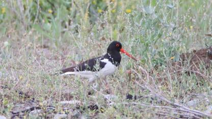 Vericiyle takip edilen Poyraz kuşu, 8 ülkeden sinyal verdi