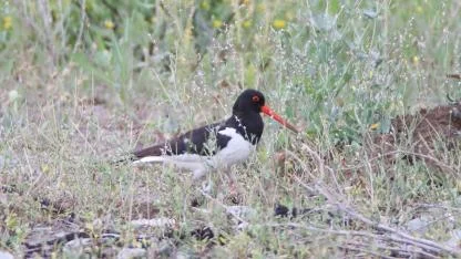 Vericiyle takip edilen Poyraz kuşu, 8 ülkeden sinyal verdi