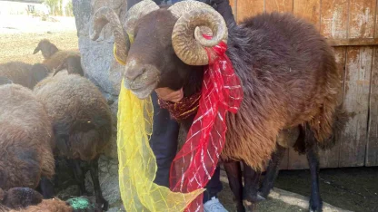 Ağrı'da koç katımı renkli görüntüler oluşturdu