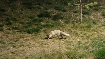 Aç kalan tilkiler gece yarısı şehir merkezine indi
