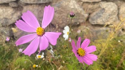 Ağrı’da kasım ayında açan çiçekler şaşırttı