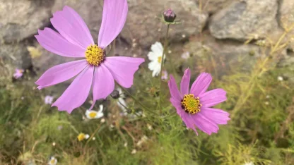 Ağrı’da kasım ayında açan çiçekler şaşırttı