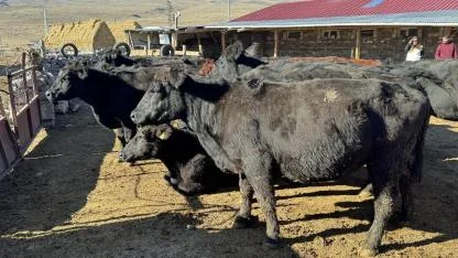 Ardahan'da hibeyle verilen büyükbaş hayvan dağıtımı sürüyor