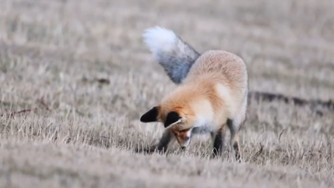 Ardahan’da kızıl tilkinin fare avı