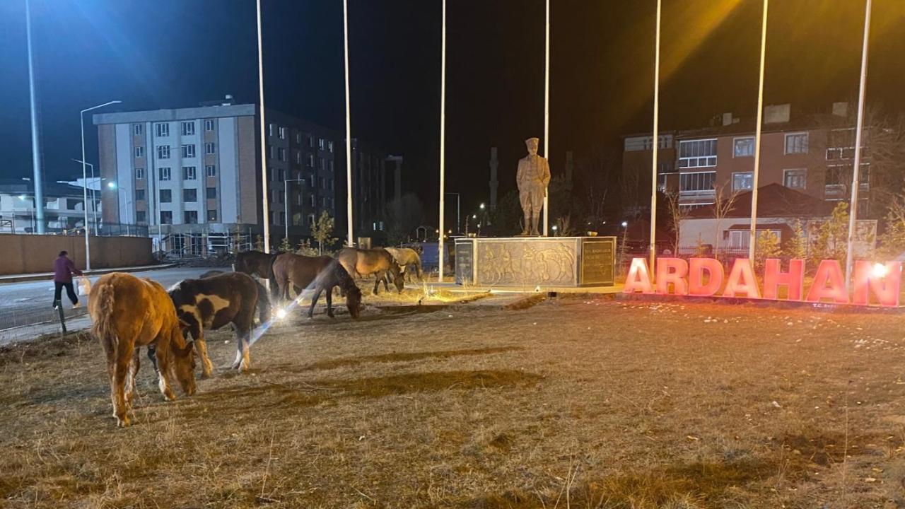 Ardahan&#039;da yılkı atları kent merkezine indi