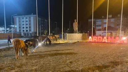 Ardahan'da yılkı atları kent merkezine indi