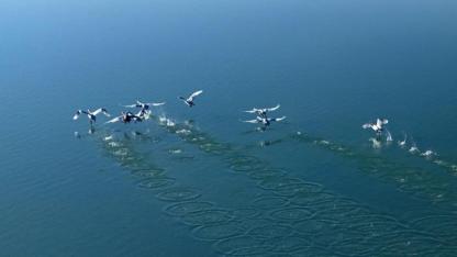 Arin Gölü, kuğuları ağırlıyor