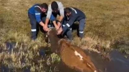 Aras Edaş ekipleri çamura saplanan ineği kurtardı