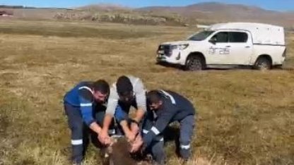 Bataklığa saplanan inek kurtarıldı