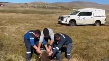 Bataklığa saplanan inek kurtarıldı